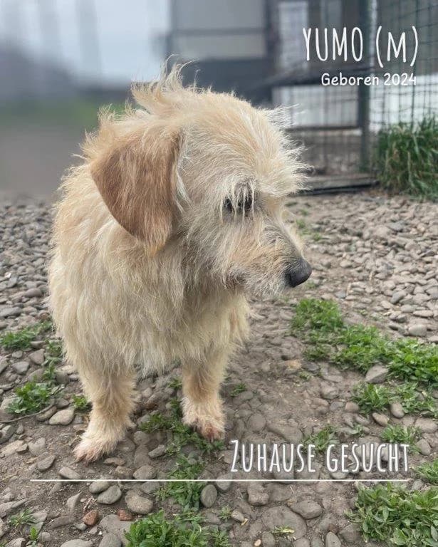 Yumo (m), young Mixed Breed for adoption at Tiernothilfe Casa Katharina e.V., Nürnberg