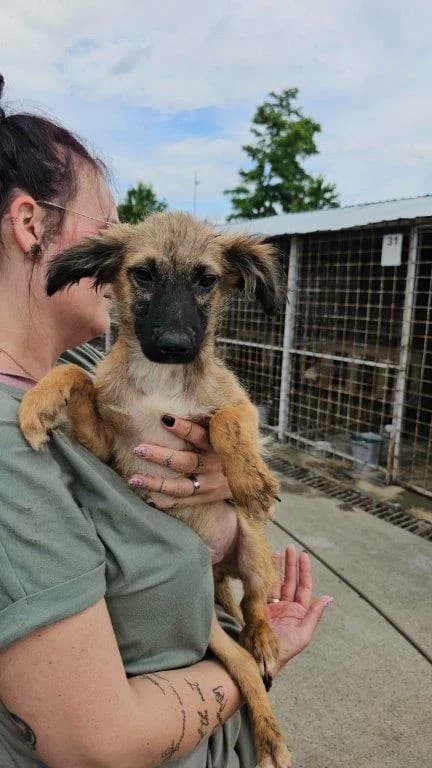 Franjo (m), Mixed Breed for adoption at Tiernothilfe Casa Katharina e.V., Nürnberg
