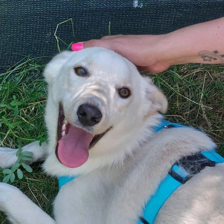 Hatiko (m), male young Mixed Breed for adoption at Tiernothilfe Casa Katharina e.V., Nürnberg