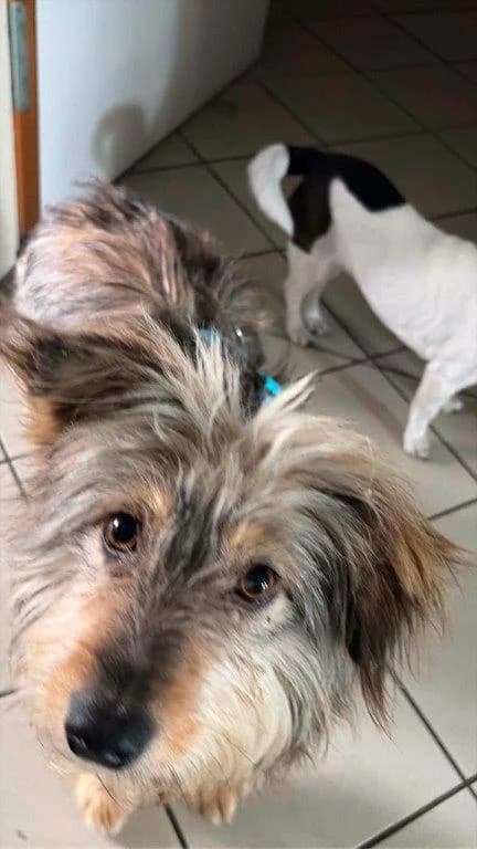 Shyla (w), male young Mixed Breed for adoption at Tiernothilfe Casa Katharina e.V., Nürnberg