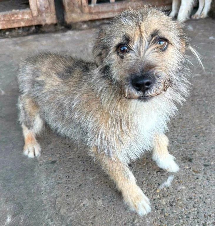 Sascha (m), male 3yo Mixed Breed for adoption at Tiernothilfe Casa Katharina e.V., Nürnberg
