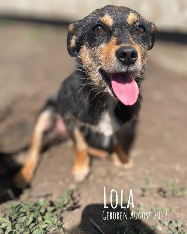 Lola (w), male puppy Mixed Breed for adoption at Tiernothilfe Casa Katharina e.V., Nürnberg