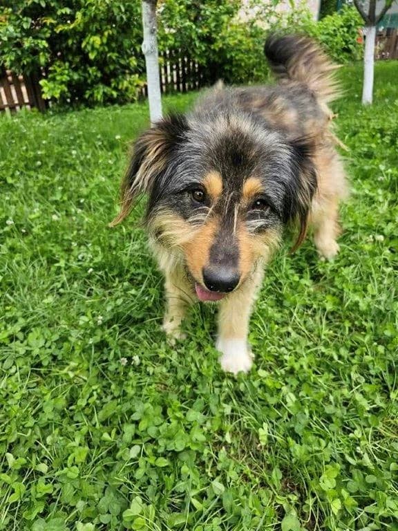 Wilma (w), Mixed Breed for adoption at Tiernothilfe Casa Katharina e.V., Nürnberg