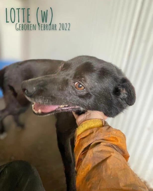 Lotte (w), schwarz female 4yo Mixed Breed for adoption at Tiernothilfe Casa Katharina e.V., Nürnberg