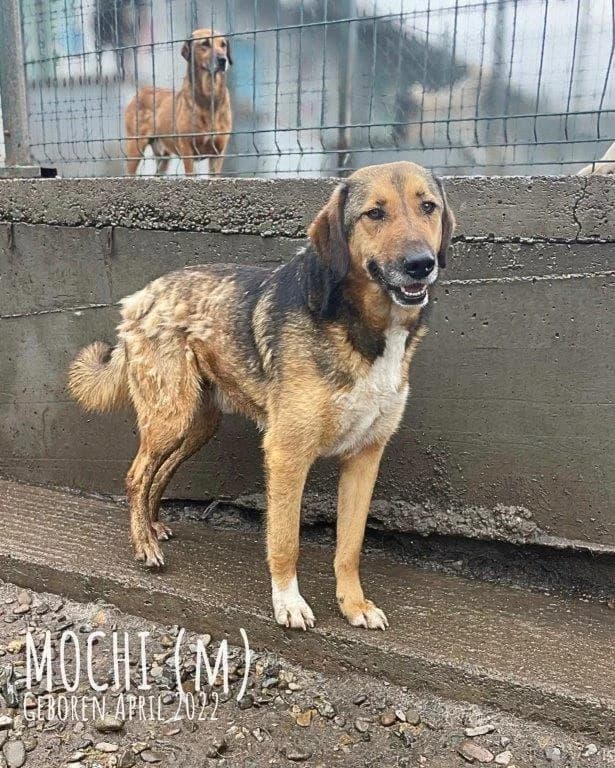 Mochi (m), 4yo Mixed Breed for adoption at Tiernothilfe Casa Katharina e.V., Nürnberg
