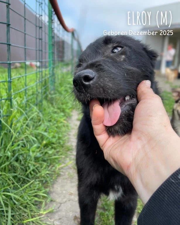 Elroy (m), young Mixed Breed for adoption at Tiernothilfe Casa Katharina e.V., Nürnberg