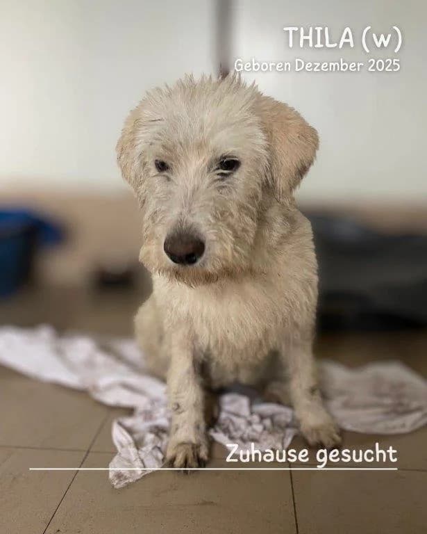 Thila (w), female young Mixed Breed for adoption at Tiernothilfe Casa Katharina e.V., Nürnberg