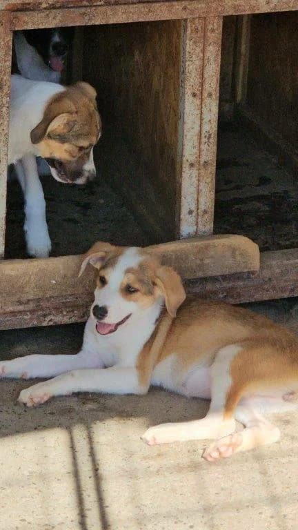 Mirinda (w), Mixed Breed for adoption at Tiernothilfe Casa Katharina e.V., Nürnberg