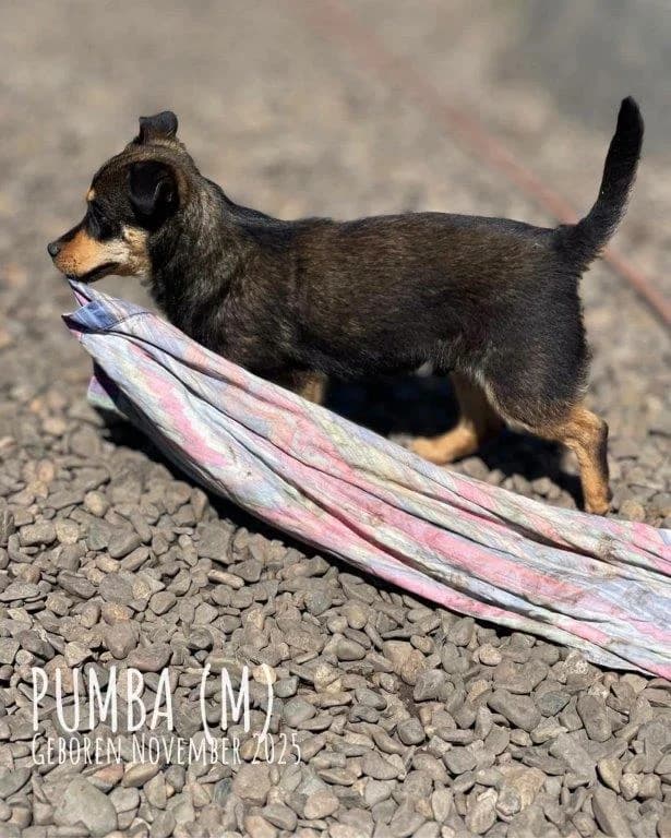 Pumba (m), young Mixed Breed for adoption at Tiernothilfe Casa Katharina e.V., Nürnberg