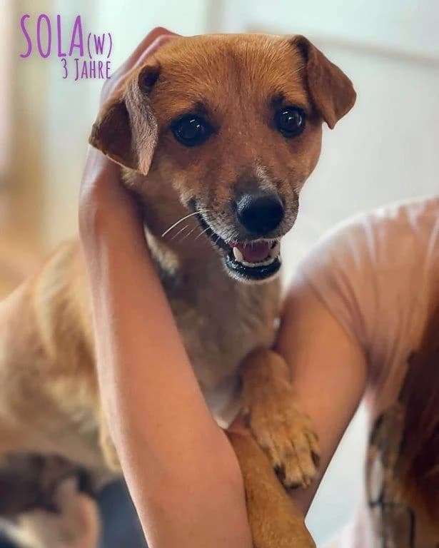 Sola (w), female 3yo Mixed Breed for adoption at Tiernothilfe Casa Katharina e.V., Nürnberg