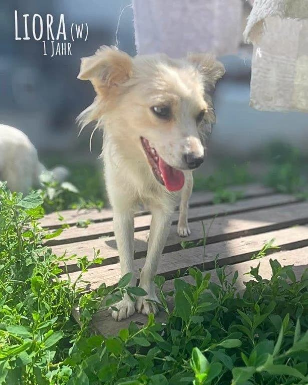 Liora (w), female Mixed Breed for adoption at Tiernothilfe Casa Katharina e.V., Nürnberg