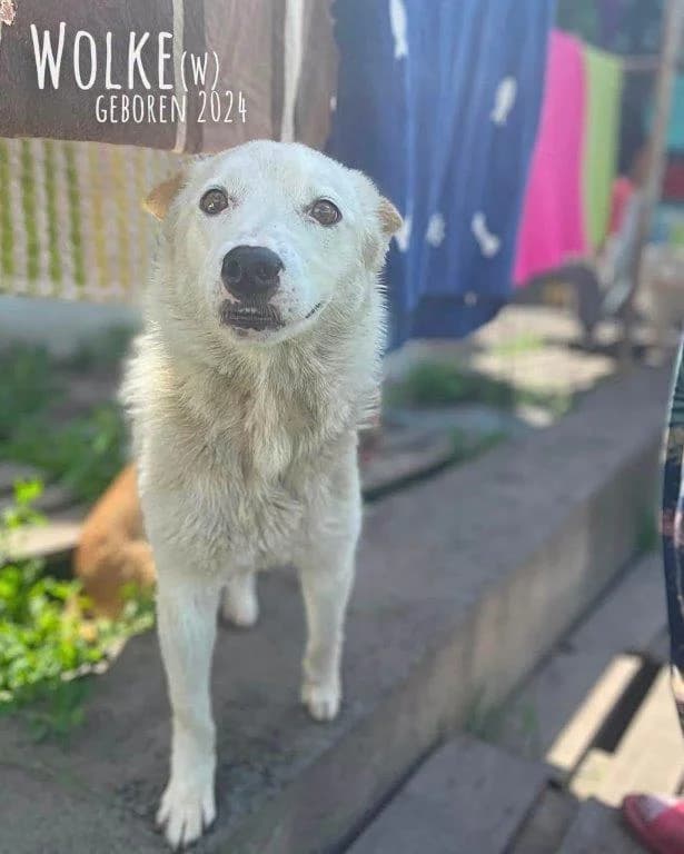 Wolke (w), female Mixed Breed for adoption at Tiernothilfe Casa Katharina e.V., Nürnberg
