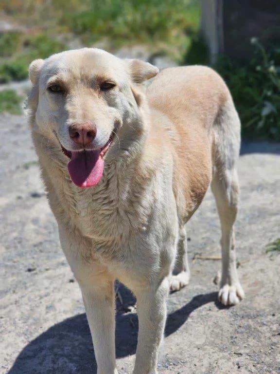 Coral (w), female Mixed Breed for adoption at Tiernothilfe Casa Katharina e.V., Nürnberg