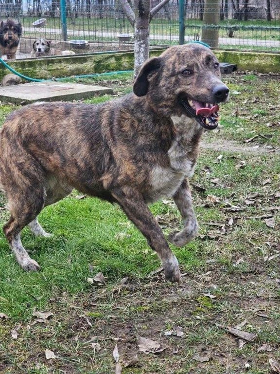 Kiara (w), female Mixed Breed for adoption at Tiernothilfe Casa Katharina e.V., Nürnberg