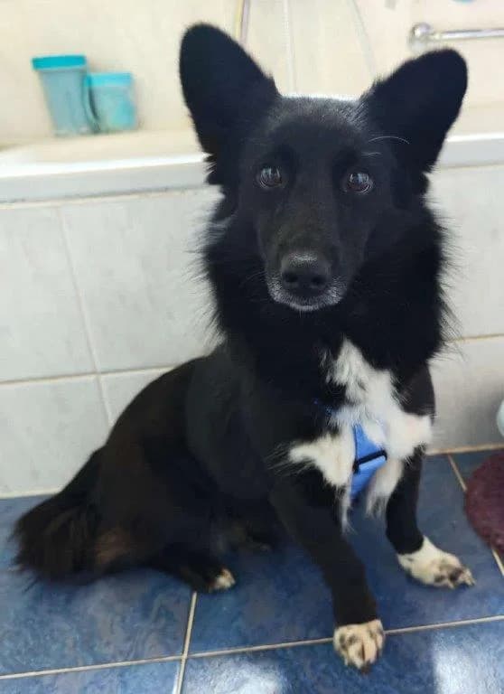 Milana (w), 3yo Mixed Breed for adoption at Tiernothilfe Casa Katharina e.V., Nürnberg