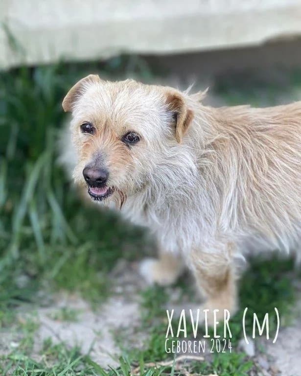 Xavier (m), male Mixed Breed for adoption at Tiernothilfe Casa Katharina e.V., Nürnberg