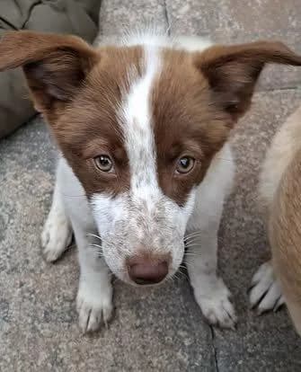 Lea (w), puppy Mixed Breed for adoption at Tiernothilfe Casa Katharina e.V., Nürnberg