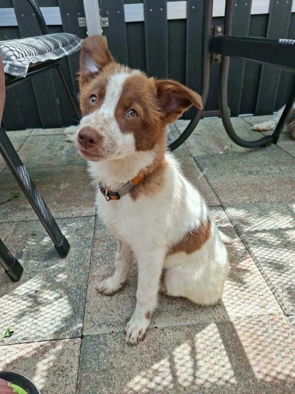 Lea (w), puppy Mixed Breed for adoption at Tiernothilfe Casa Katharina e.V., Nürnberg