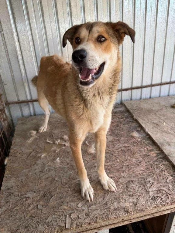 Chester (m), 3yo Mixed Breed for adoption at Tiernothilfe Casa Katharina e.V., Nürnberg