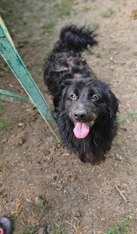 Trixi (w), female Mixed Breed for adoption at Tiernothilfe Casa Katharina e.V., Nürnberg