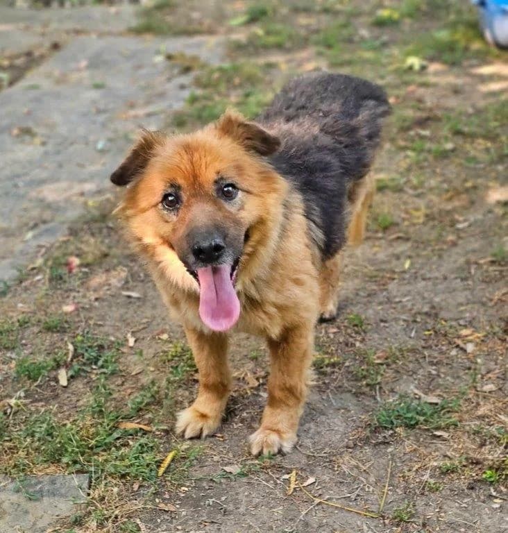 Knox (m), 6yo Mixed Breed for adoption at Tiernothilfe Casa Katharina e.V., Nürnberg
