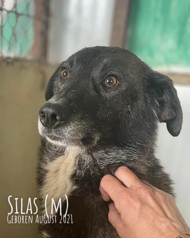 Silas (m), male young Mixed Breed for adoption at Tiernothilfe Casa Katharina e.V., Nürnberg