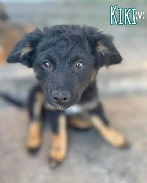 Kiki (w), female puppy Mixed Breed for adoption at Tiernothilfe Casa Katharina e.V., Nürnberg