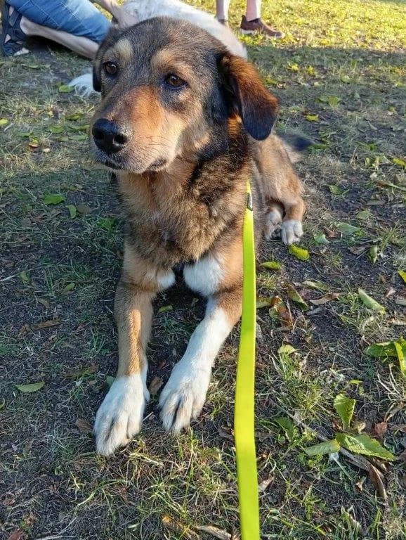 Dexter (m), senior Mixed Breed for adoption at Tiernothilfe Casa Katharina e.V., Nürnberg