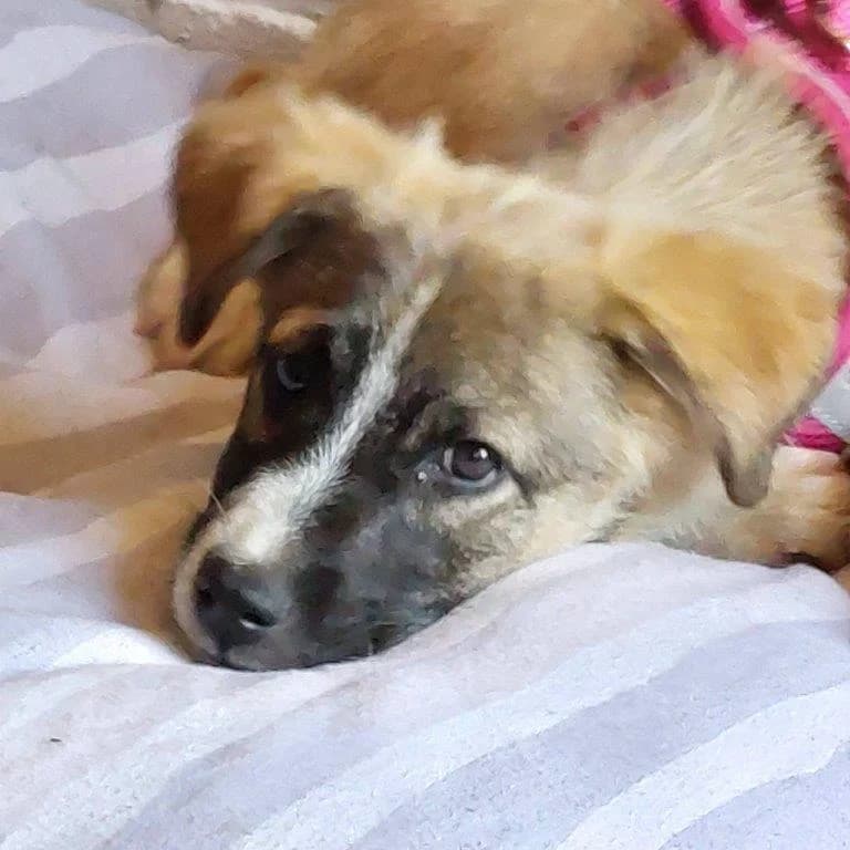 Kimmi (w), puppy Mixed Breed for adoption at Tiernothilfe Casa Katharina e.V., Nürnberg