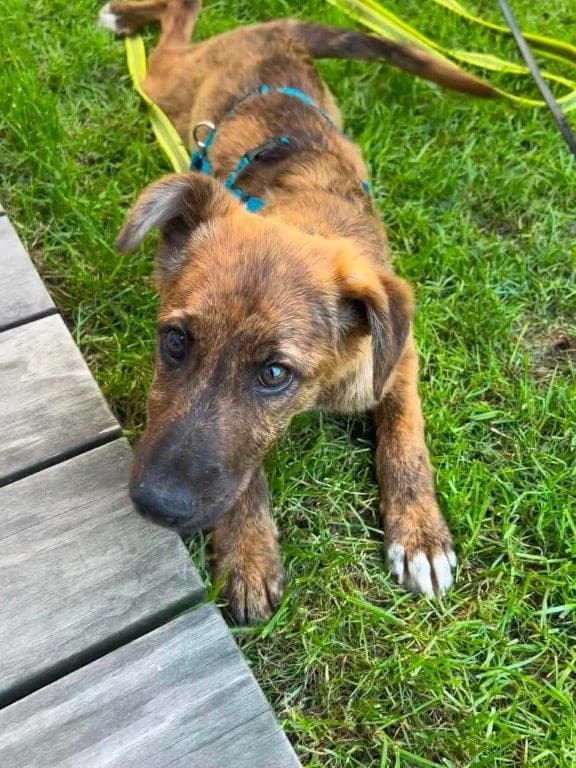 Tiago (m), puppy Mixed Breed for adoption at Tiernothilfe Casa Katharina e.V., Nürnberg
