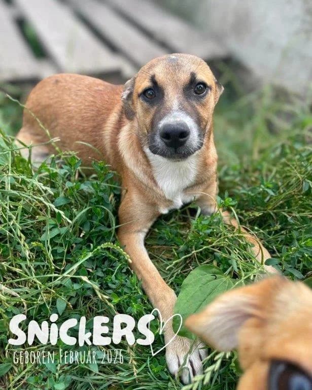 Snickers (m), male puppy Mixed Breed for adoption at Tiernothilfe Casa Katharina e.V., Nürnberg