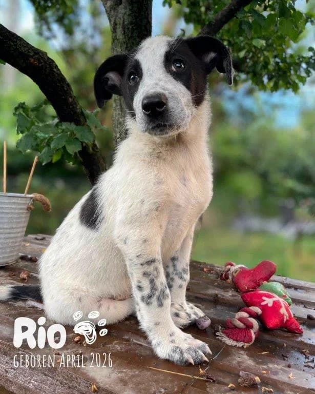 Rio (m), puppy Mixed Breed for adoption at Tiernothilfe Casa Katharina e.V., Nürnberg
