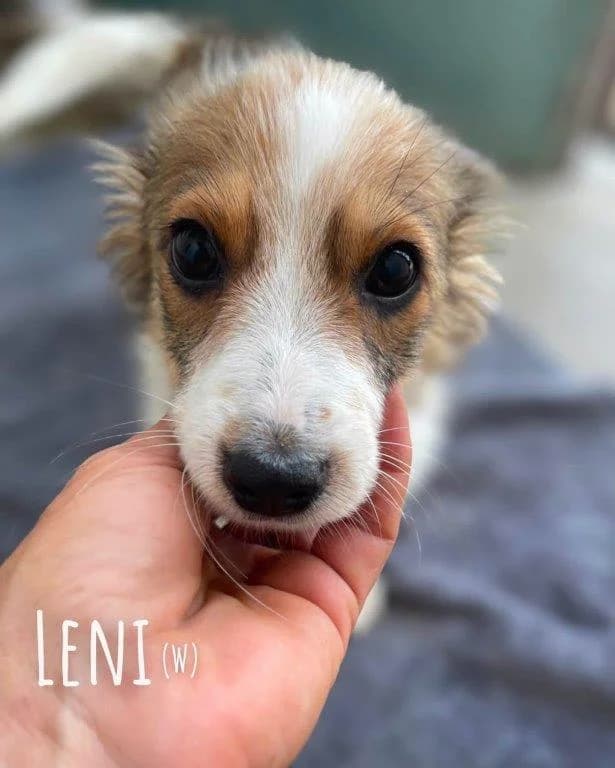 Leni (w), male puppy Mixed Breed for adoption at Tiernothilfe Casa Katharina e.V., Nürnberg