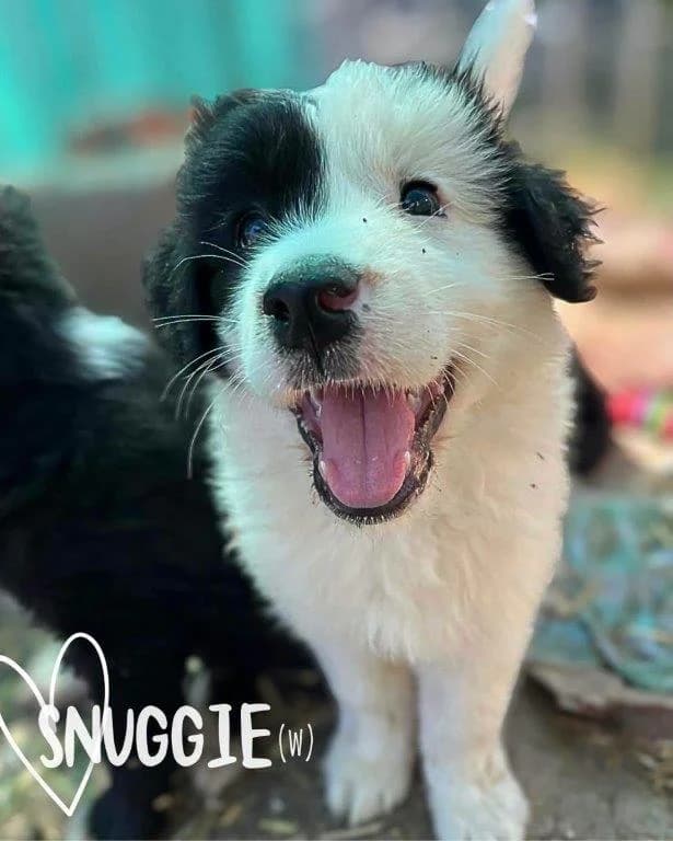 Snuggie (w), puppy Mixed Breed for adoption at Tiernothilfe Casa Katharina e.V., Nürnberg