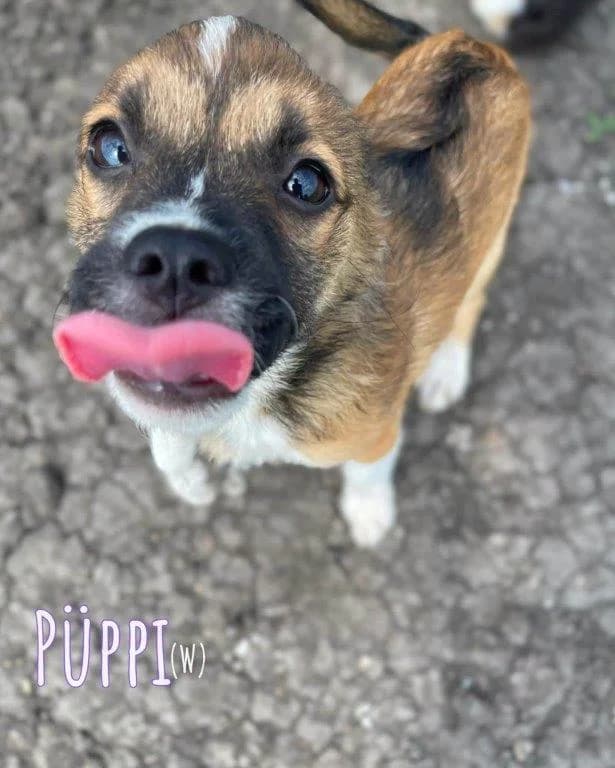 Püppi (w), puppy Mixed Breed for adoption at Tiernothilfe Casa Katharina e.V., Nürnberg