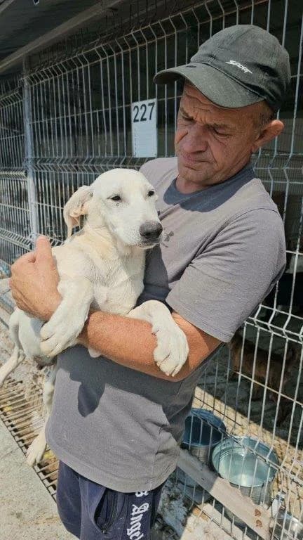 Ivo (m), Mixed Breed for adoption at Tiernothilfe Casa Katharina e.V., Nürnberg