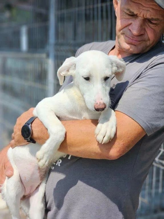 Izzy (w), Mixed Breed for adoption at Tiernothilfe Casa Katharina e.V., Nürnberg