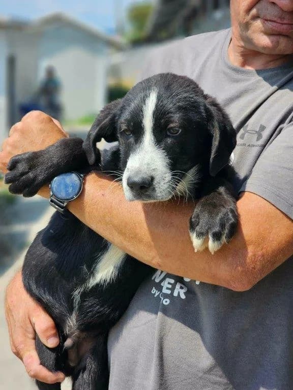 Kiss (m), Mixed Breed for adoption at Tiernothilfe Casa Katharina e.V., Nürnberg