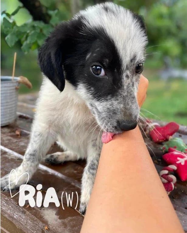 Ria (w), puppy Mixed Breed for adoption at Tiernothilfe Casa Katharina e.V., Nürnberg