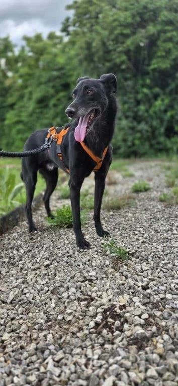 Rimo (m), gold male 6yo Mixed Breed for adoption at Tiernothilfe Casa Katharina e.V., Nürnberg