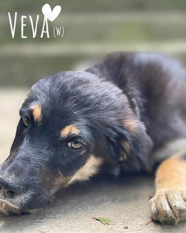 Veva (w), female puppy Mixed Breed for adoption at Tiernothilfe Casa Katharina e.V., Nürnberg