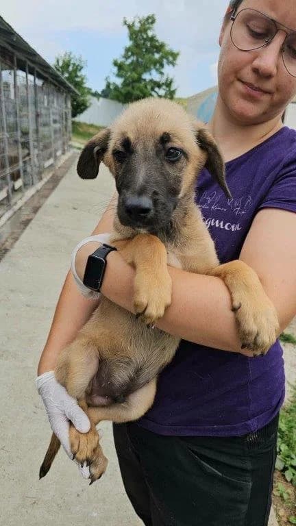 Kian (m), male puppy Mixed Breed for adoption at Tiernothilfe Casa Katharina e.V., Nürnberg