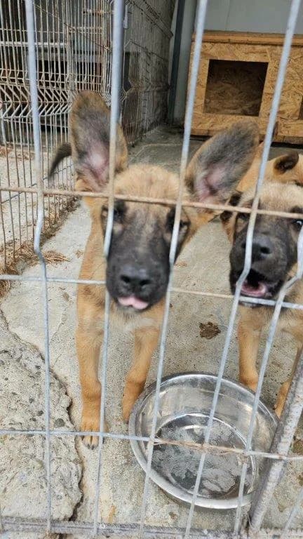 Karlo (m), male puppy Mixed Breed for adoption at Tiernothilfe Casa Katharina e.V., Nürnberg