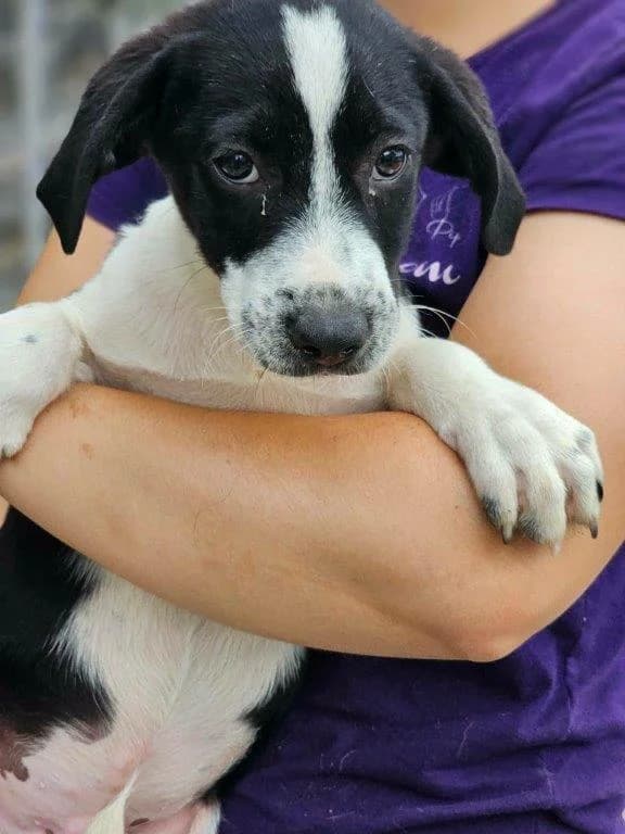 Sandor (m), male puppy Mixed Breed for adoption at Tiernothilfe Casa Katharina e.V., Nürnberg