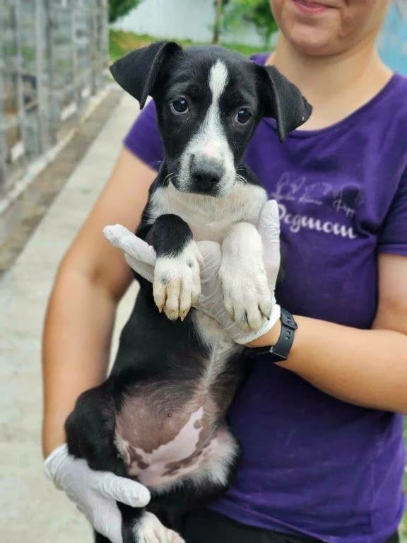 Sandy (w), female puppy Mixed Breed for adoption at Tiernothilfe Casa Katharina e.V., Nürnberg
