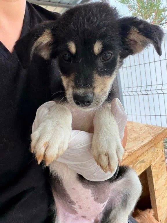 Nele (w), female puppy Mixed Breed for adoption at Tiernothilfe Casa Katharina e.V., Nürnberg