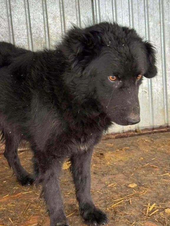 Picasso (m), 3yo Mixed Breed for adoption at Tiernothilfe Casa Katharina e.V., Nürnberg