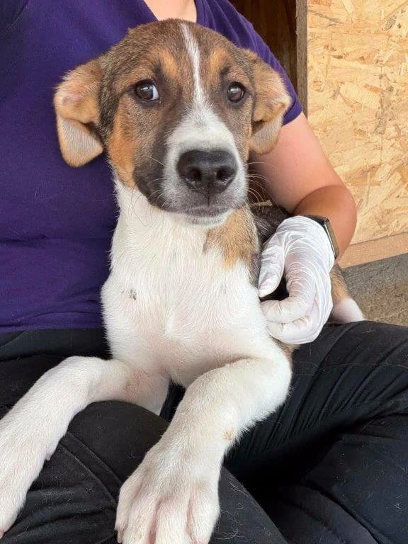 Andy (m), male puppy Mixed Breed for adoption at Tiernothilfe Casa Katharina e.V., Nürnberg