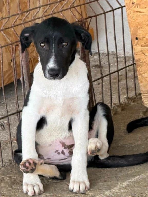 Lex (m), male puppy Mixed Breed for adoption at Tiernothilfe Casa Katharina e.V., Nürnberg