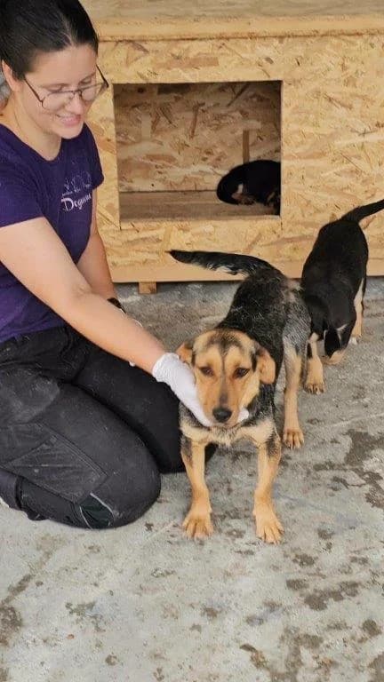 Peggy (w), female young Mixed Breed for adoption at Tiernothilfe Casa Katharina e.V., Nürnberg